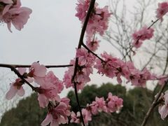 -红梅公园