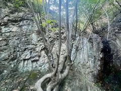 -雾灵西峰