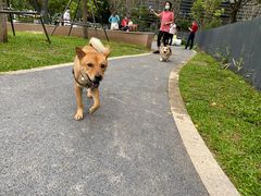 -景田北六街公园宠物主题园