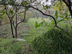 -广东花都湖国家湿地公园