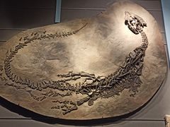 -重庆自然博物馆(新馆)