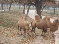 -西安秦岭野生动物园