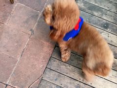 -半坡九号老挝冰咖啡