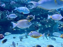 -海合安成都极地海洋公园