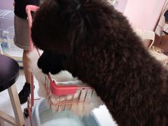 -我爱猫咪·猫咖·狗咖·安哥拉兔·羊驼咖(小寨华旗店)