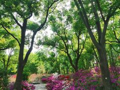 -上海滨江森林公园