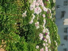 -曹州百花园