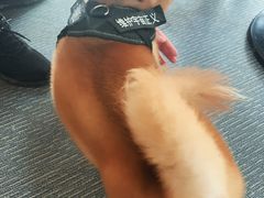 -柴源莊·柴小宠柴犬咖啡