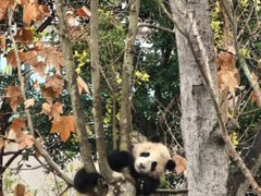 -成都动物园