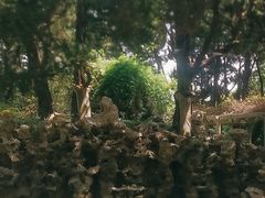 -叶家花园