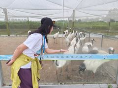 -盐城丹顶鹤湿地生态旅游区
