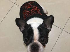 -仁华宠物医院(青羊店)