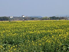 -西京湾花海