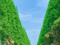 -黄海国家森林公园