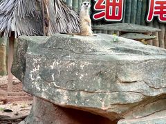 -深圳野生动物园