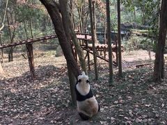 -成都大熊猫繁育研究基地