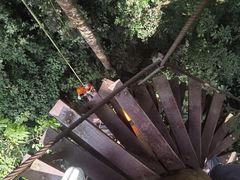 -西双版纳原始森林公园