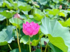 -荷塘月色湿地公园·向阳花洲