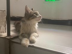 -瑞派名望24h动物医院异宠专科·猫专科·骨科·重症监护分院