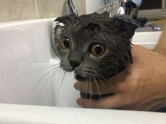 -叮叮猫咪生活馆