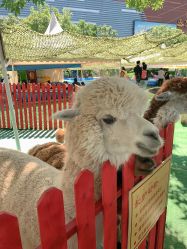 点击看大图 -萌宠亲子动物乐园(槐房万达店)