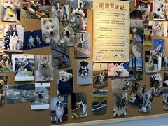 -翊宠yipet猫狗购宠庄园犬舍•猫舍