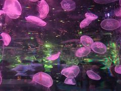 -太奥幻太奇海洋馆