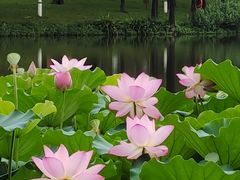 -荔湾湖公园