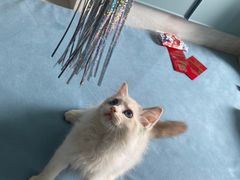 -Bastet sally猫舍购宠(静安店)