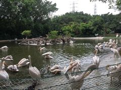-广州长隆飞鸟乐园