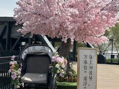 -武汉知音号