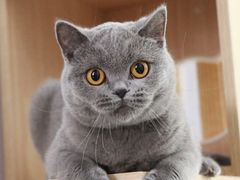 -美联众合宠物医院·爱萌分院·内外科·猫科中心