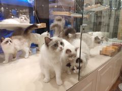 -momokira米努特·德文卷毛猫·棉花面纱犬