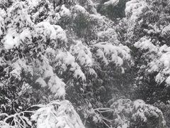 -八大山人梅湖景区