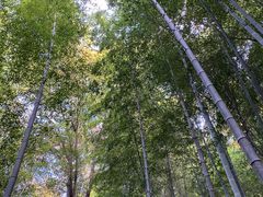 -上海佘山国家森林公园天马山园