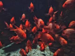 -南昌海洋公园