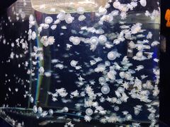 -太平洋海底世界