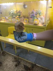 -神奇动物撸宠馆·羊驼·小浣熊·异宠(豫园店)