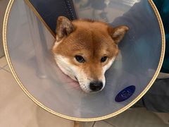 -美迦爱-牙专科·兔科·骨科诊疗中心(北苑店)