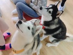 -Husky Go! 哈士奇体验馆·宠物咖啡厅狗咖