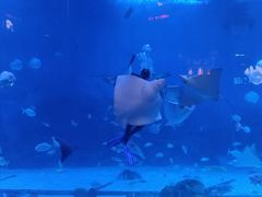 -烟台海昌鲸鲨海洋公园