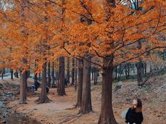 -白水寺森林公园