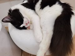 -李小姐の猫咖啡馆(五角场店)