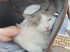 -北京赛佳动物医院