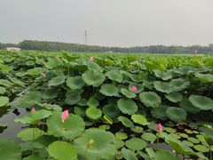 -大兴滨河森林公园