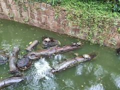 -九龙公园