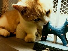 景观位-猫色咖啡·猫咖