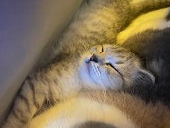 -宠颐生宠物医院·犬猫全科·皮肤科(商业街店)