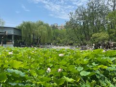 -莲湖公园