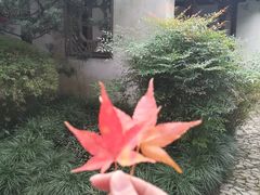 -秋霞圃